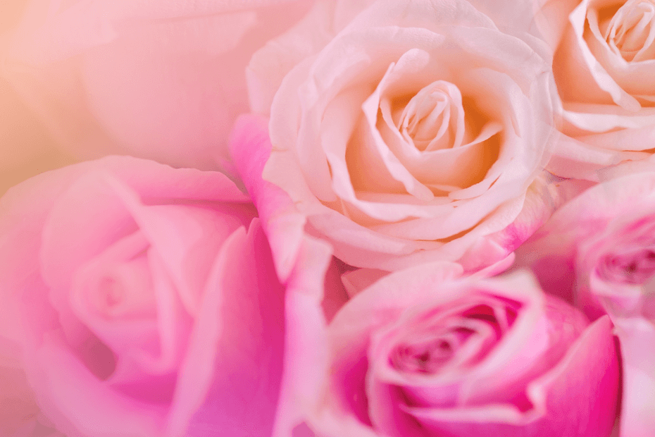 Close-up of pink roses with a soft focus background