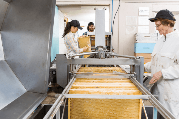 Honeycomb frames in a commercial apiary