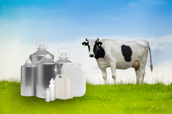 Cow standing in a field with jerry cans and aluminium containers in front of it.